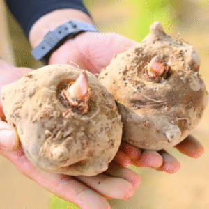 Konjac korjen